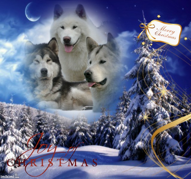 Znalezione obrazy dla zapytania alaskan malamute Boże narodzenie